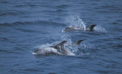 White-beaked Dolphin