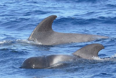 Short-finned Pilot Whales La Gomera Canaries 2