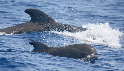 Short-finned Pilot Whales La Gomera Canaries 1