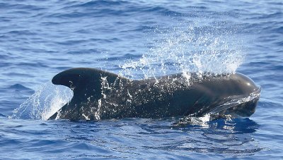 Short-finned Pilot Whale La Gomera Canaries 1