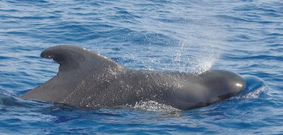 Short-finned Pilot Whale La Gomera Canaries 2