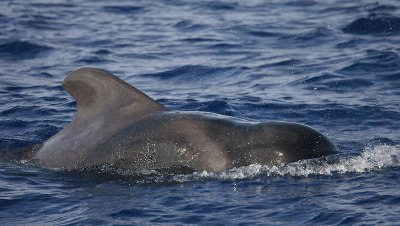 Short-finned Pilot Whale La Gomera Canaries 3