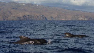 Short-finned Pilot Whales La Gomera Canaries 3