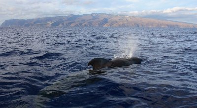 Short-finned Pilot Whale La Gomera Canaries 4