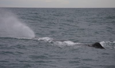Sperm Whale adult male blow 1