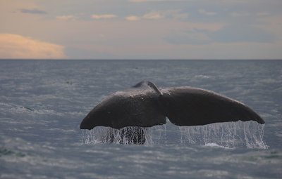 Sperm Whale adult male fluke Kaikoura New Zealand