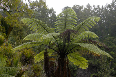 Tree Fern in Waitakere Ranges near Auckland OZ9W5467