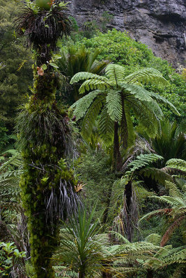 Tree Fern in Waitakere Ranges near Auckland OZ9W5477