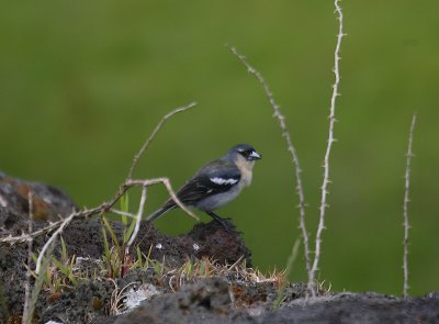 Azorean Chaffinch male OZ9W9903