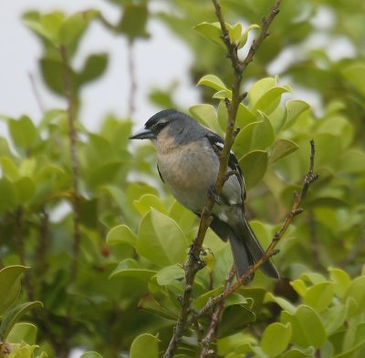 Azorean Chaffinch male OZ9W9906