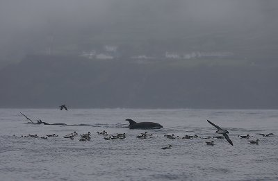Cory's Shearwaters with Bottlenose Dolphins OZ9W0026