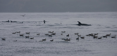 Cory's Shearwaters with Bottlenose Dolphins OZ9W0031