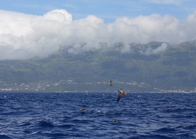 Cory's Shearwaters at Pico OZ9W9134