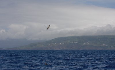 Cory's Shearwater at Pico OZ9W9137