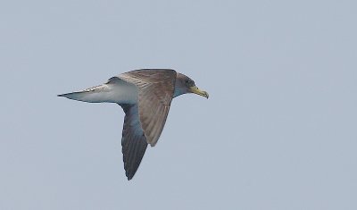 Corys Shearwater ad in flight OZ9W9236