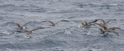 Cory's Shearwaters flock taking off OZ9W9752