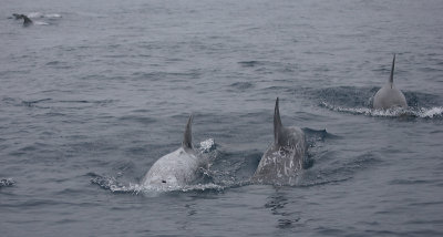 Risso's Dolphin group OZ9W0089