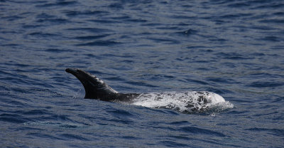 Risso's Dolphin adult OZ9W9485