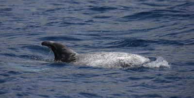 Risso's Dolphin adult OZ9W9488
