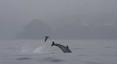 Common Bottlenose Dolphin Azores