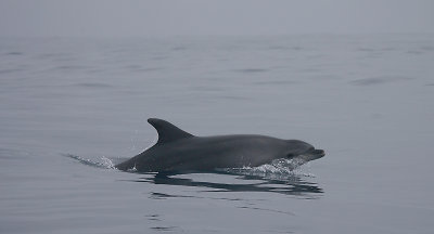 Common Bottlenose Dolphin Azores OZ9W0016