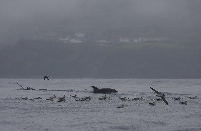 Common Bottlenose Dolphins with Cory's Shearwaters Azores OZ9W0026