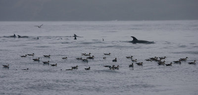 Common Bottlenose Dolphins with Cory's Shearwaters Azores OZ9W0031