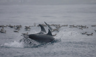 Common Bottlenose Dolphins with Cory's Shearwaters Azores OZ9W0035