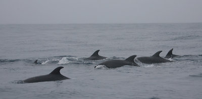 Common Bottlenose Dolphins Azores OZ9W0053