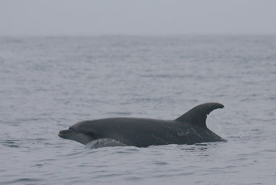 Common Bottlenose Dolphin Azores OZ9W0056