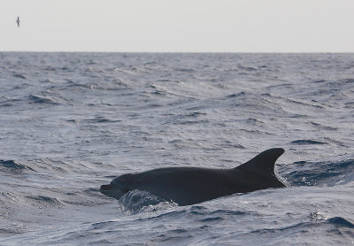 Common Bottlenose Dolphin Azores OZ9W8349