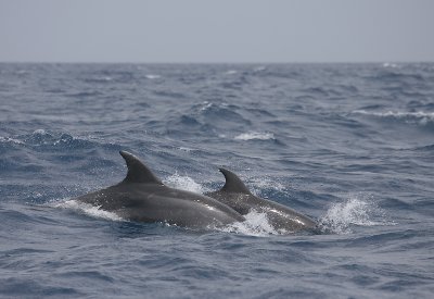 Common Bottlenose Dolphin adult with calf Azores OZ9W9672