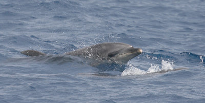 Common Bottlenose Dolphin adult with calf OZ9W9684