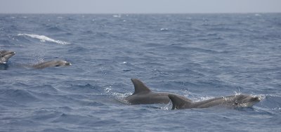 Common Bottlenose Dolphins Azores OZ9W9687