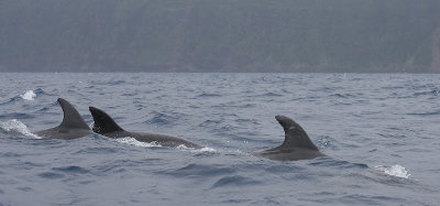 Common Bottlenose Dolphins Azores OZ9W9708