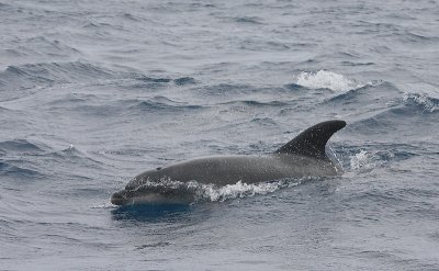 Common Bottlenose Dolphin Azores OZ9W9719