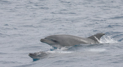 Common Bottlenose Dolphin adult with calf Azores OZ9W9729