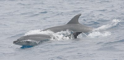 Common Bottlenose Dolphin adult with calf Azores OZ9W9731