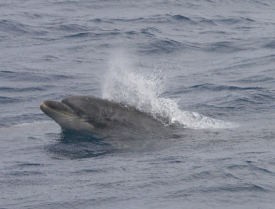Common Bottlenose Dolphin Azores OZ9W9733