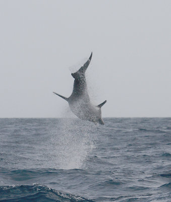 Common Bottlenose Dolphin Azores OZ9W9768