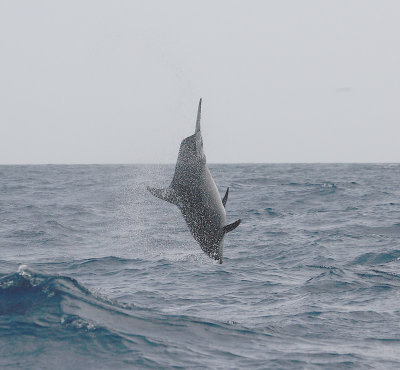 Common Bottlenose Dolphin Azores OZ9W9770