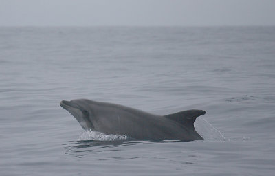 Common Bottlenose Dolphin Azores OZ9W9928