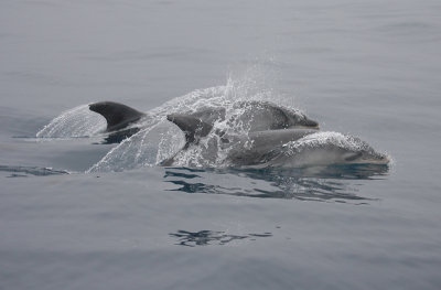 Common Bottlenose Dolphin adult with calf Azores OZ9W9947