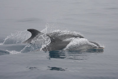 Common Bottlenose Dolphin adult with calf Azores OZ9W9948