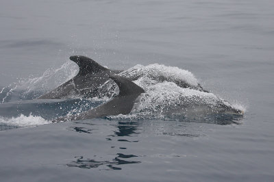 Common Bottlenose Dolphin adult with calf Azores OZ9W9949