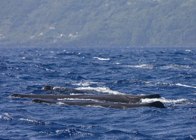 Sperm Whale group of females Pico Azores OZ9W8270