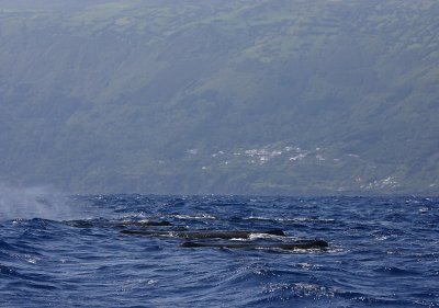Sperm Whale group of females Pico Azores OZ9W8279