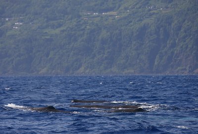 Sperm Whale group of females Pico Azores OZ9W8310