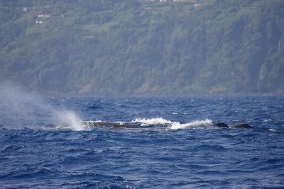 Sperm Whale group of females Pico Azores OZ9W8319