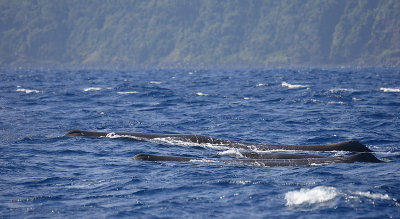 Sperm Whale group of females Pico Azores OZ9W8326